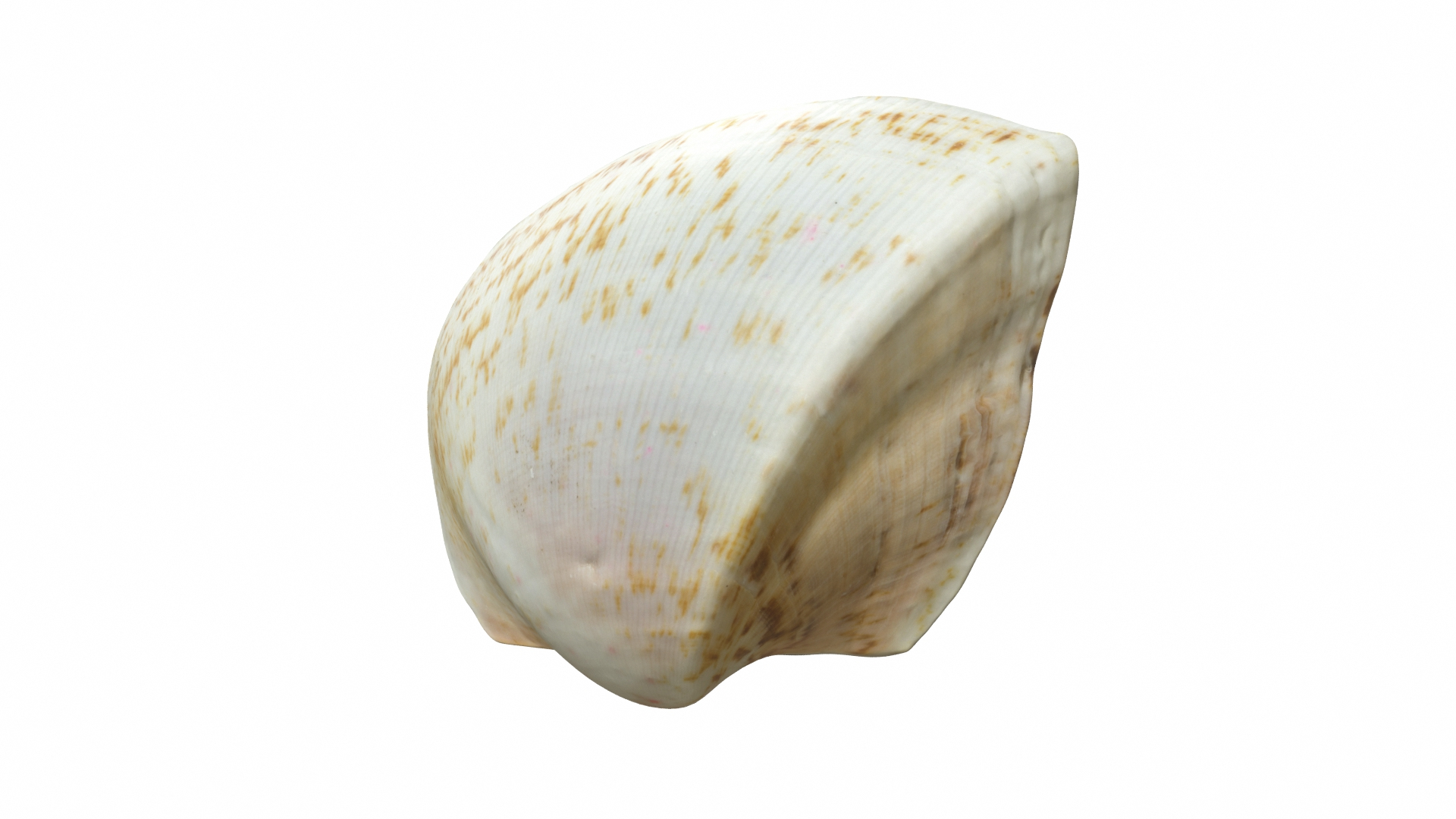 Scallop Collection Model - TurboSquid 1858318