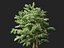 Cornus alternifolia - Pagoda dogwood
