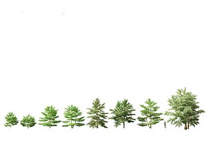 3D Cornus alternifolia - Pagoda dogwood