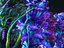 Animated Plants Ocean - Alien  Pack 10