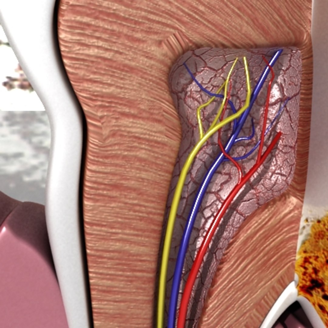 Tooth Dental Plaque 3d Model