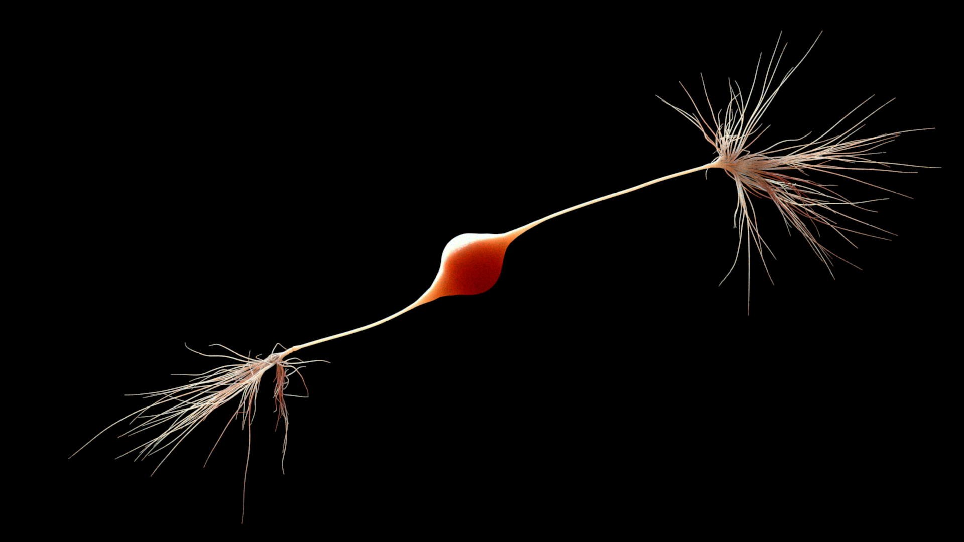 3D bipolar neuron https://p.turbosquid.com/ts-thumb/vU/p07Slf/AtlQkP9N/neuronnucleus01_0012/jpg/1560709356/1920x1080/fit_q87/7c2d68a954088d6ee9675f38f6ab230e5a2cd7df/neuronnucleus01_0012.jpg