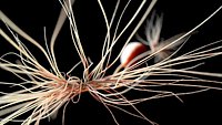 Realistic Bipolar Neuron