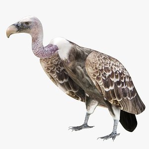 3D Vulture model