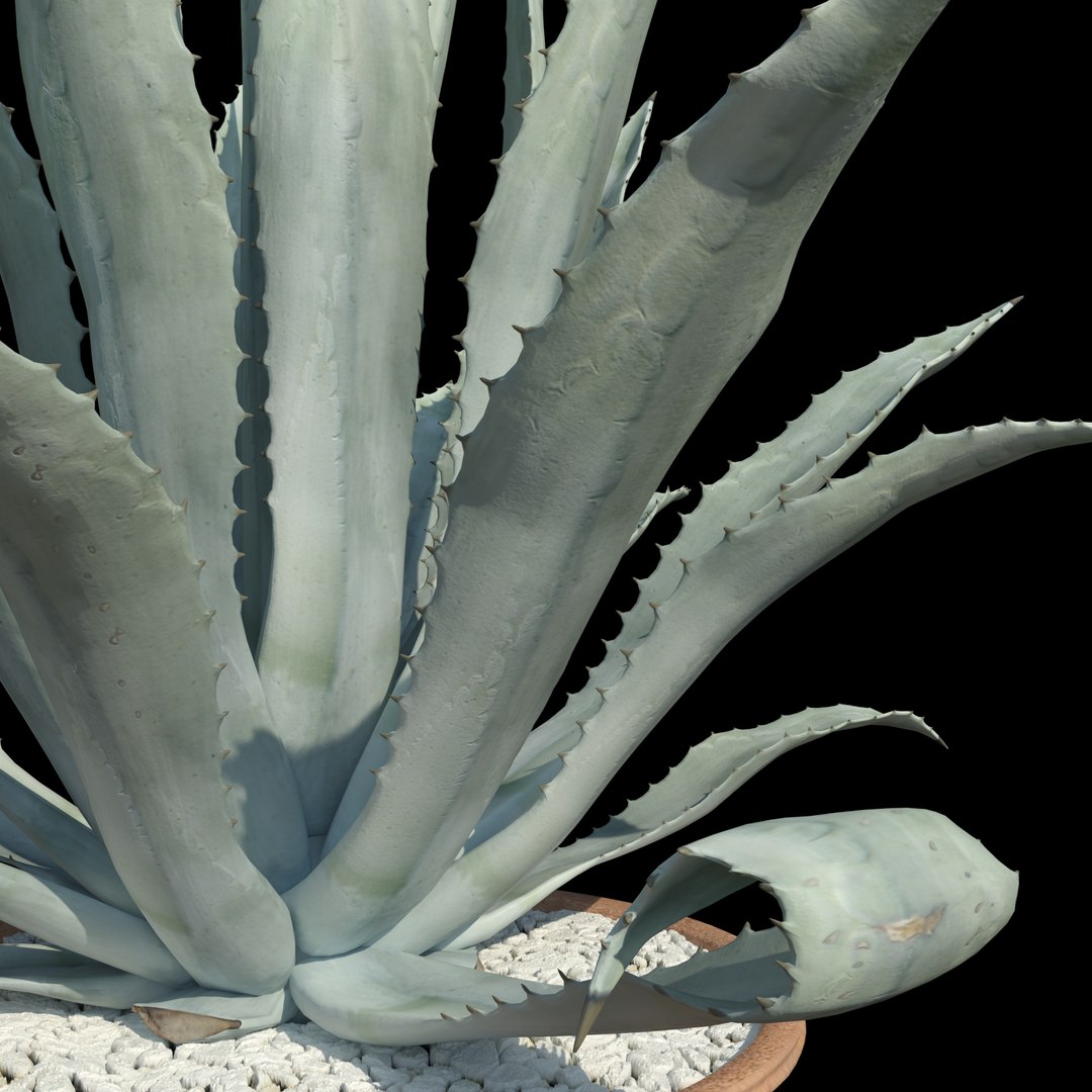 agave american blue 3D model https://p.turbosquid.com/ts-thumb/vV/C3t5ZA/SoM2SuCu/05/jpg/1606317789/1920x1080/fit_q87/5669881d9cc4f8216a0f6328020a2c63813dcfcf/05.jpg