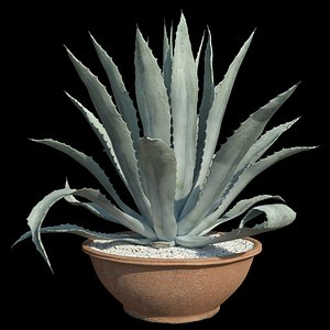 agave american blue 3D model