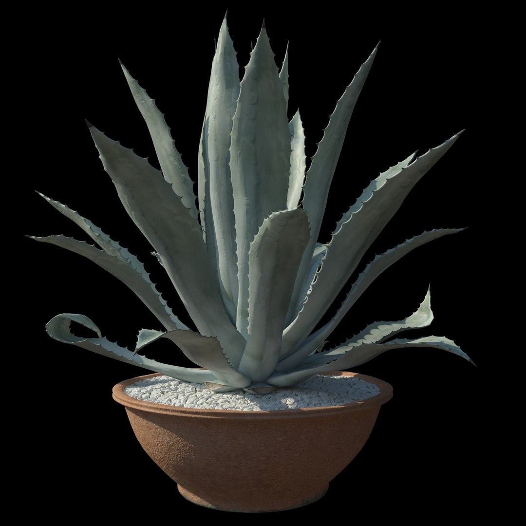 agave american blue 3D model https://p.turbosquid.com/ts-thumb/vV/C3t5ZA/iHdDvvOl/02/jpg/1606317697/1920x1080/fit_q87/5b9956379206047993fa7755bdc67d3ca6b4b7a7/02.jpg