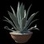 Agave azul americano