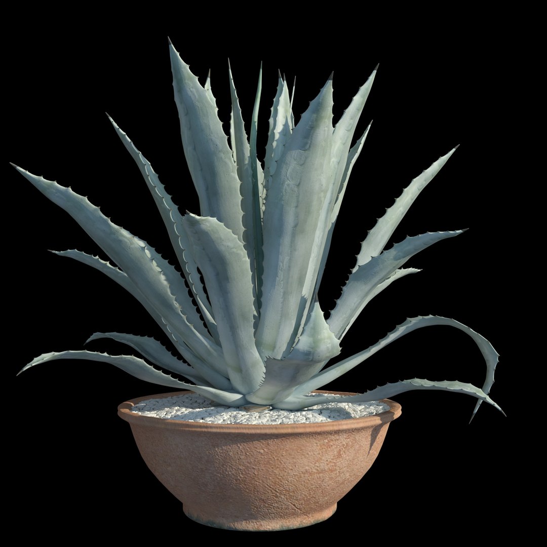 agave american blue 3D model https://p.turbosquid.com/ts-thumb/vV/C3t5ZA/toI4tWMY/03/jpg/1606317756/1920x1080/fit_q87/079bde89d09f5e94fa3f13cd49867d0b0c7aab6b/03.jpg