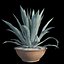 Agave azul americano