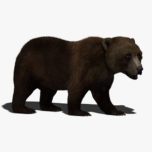 brown bear rigged fur ma