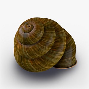 obj snails shell
