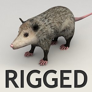 3ds max rigged opossum