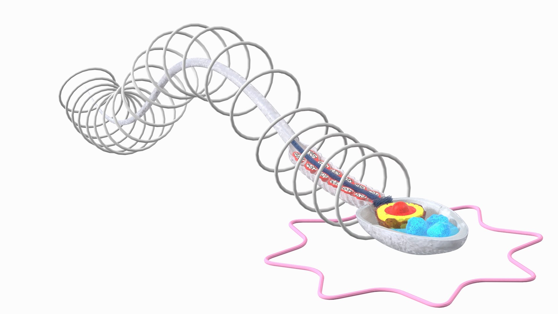 Cross-Sectional Spermotozoa Rigged 3D https://p.turbosquid.com/ts-thumb/vV/P6L7nd/Bd/crosssectionalspermotozoarigged3dsmodel002/jpg/1684197558/1920x1080/fit_q87/49521b604f8e0d4643ecf1d0628a51042a4fa7c3/crosssectionalspermotozoarigged3dsmodel002.jpg