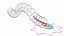 Cross-Sectional Spermotozoa Rigged