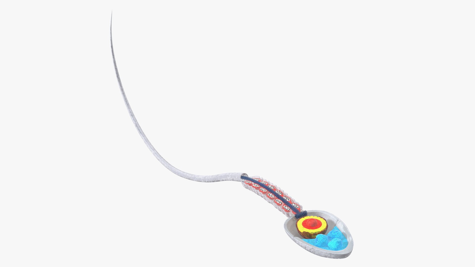 Cross-Sectional Spermotozoa Rigged 3D model preview