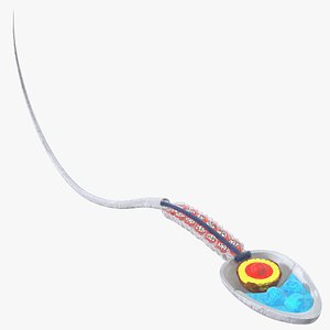 Cross-Sectional Spermotozoa Rigged