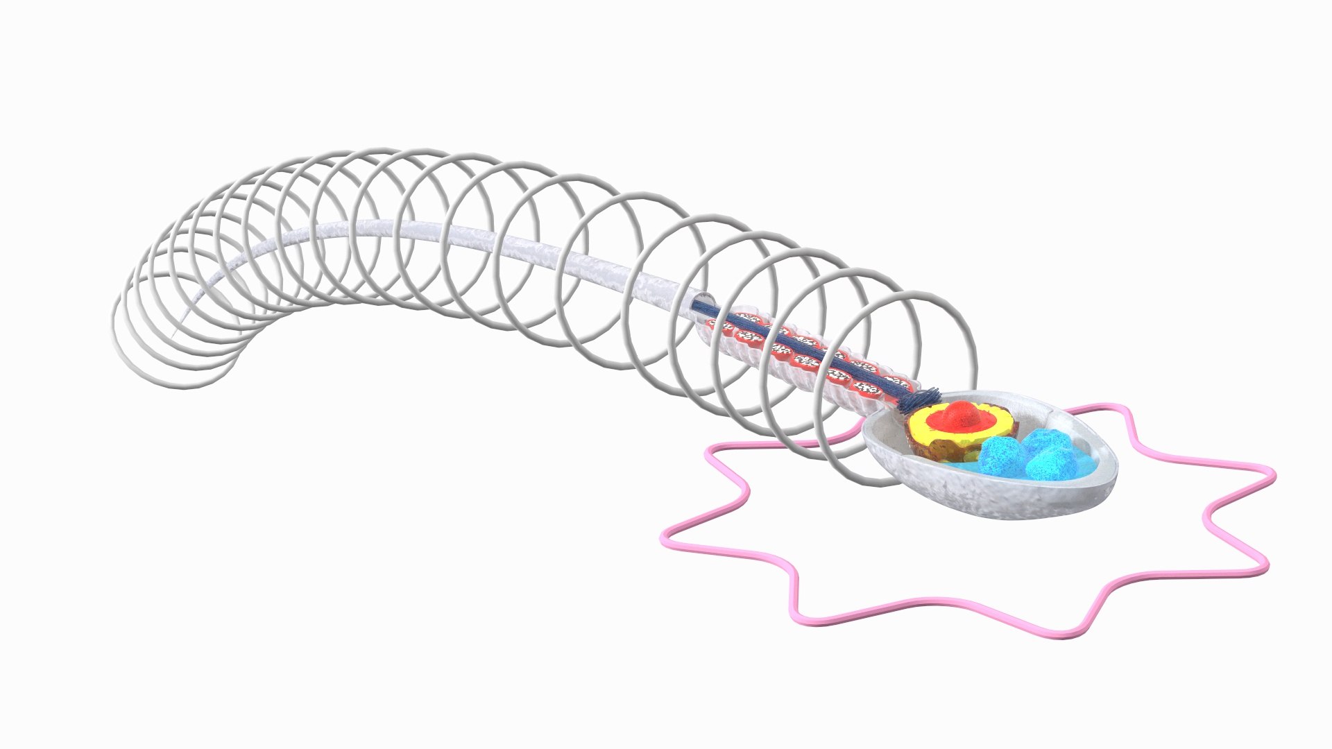 Cross-Sectional Spermotozoa Rigged 3D https://p.turbosquid.com/ts-thumb/vV/P6L7nd/Ys/crosssectionalspermotozoarigged3dsmodel012/jpg/1684197590/1920x1080/fit_q87/783cfa78a2821aa7632c281c7631ad107f55d711/crosssectionalspermotozoarigged3dsmodel012.jpg