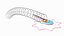 Cross-Sectional Spermotozoa Rigged
