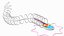 Cross-Sectional Spermotozoa Rigged