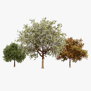 Wild Black Cherry Trees 3D model