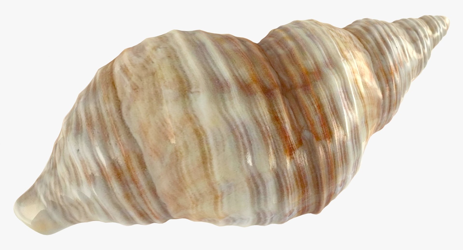 3D sea shell - TurboSquid 1149252