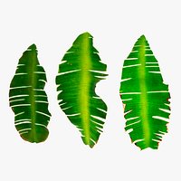 Ravenala Madagascariensis Leaf Set Green