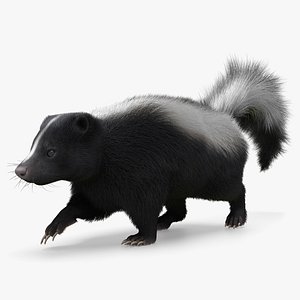 Striped Skunk Fur Rigged For Blender Animated Set 3D model