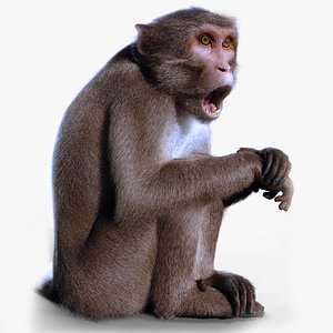 Rhesus Monkey Static Xgen-core 2 3D
