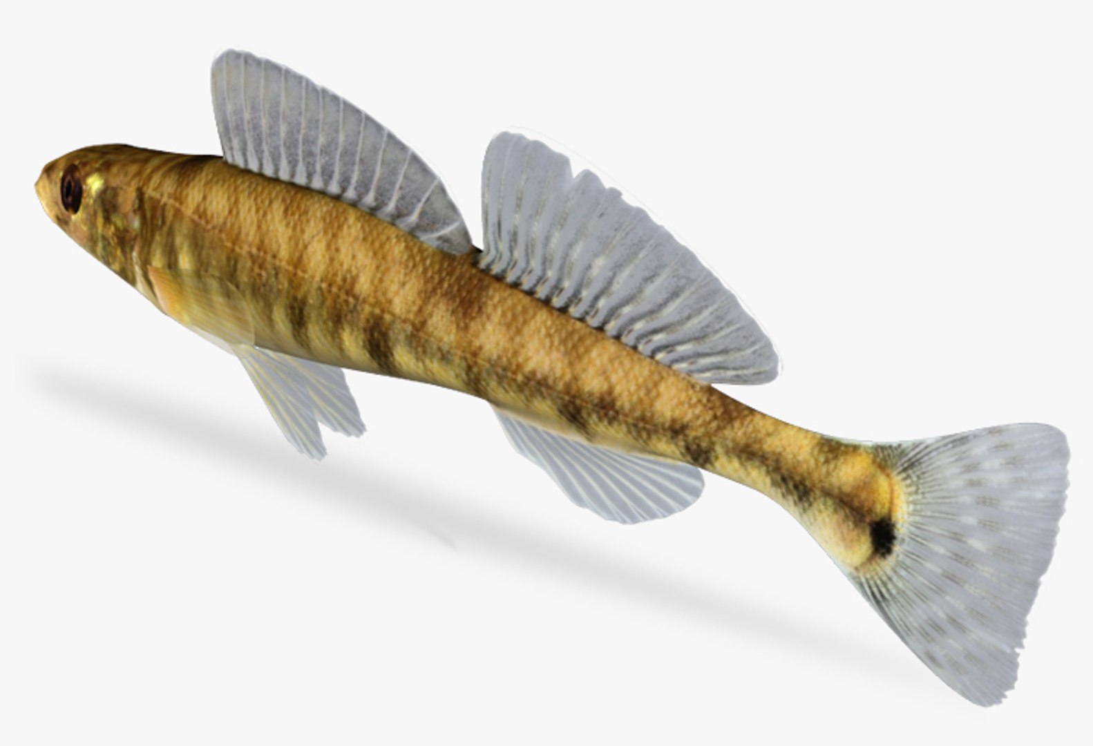 Percina Caprodes Logperch 3d X