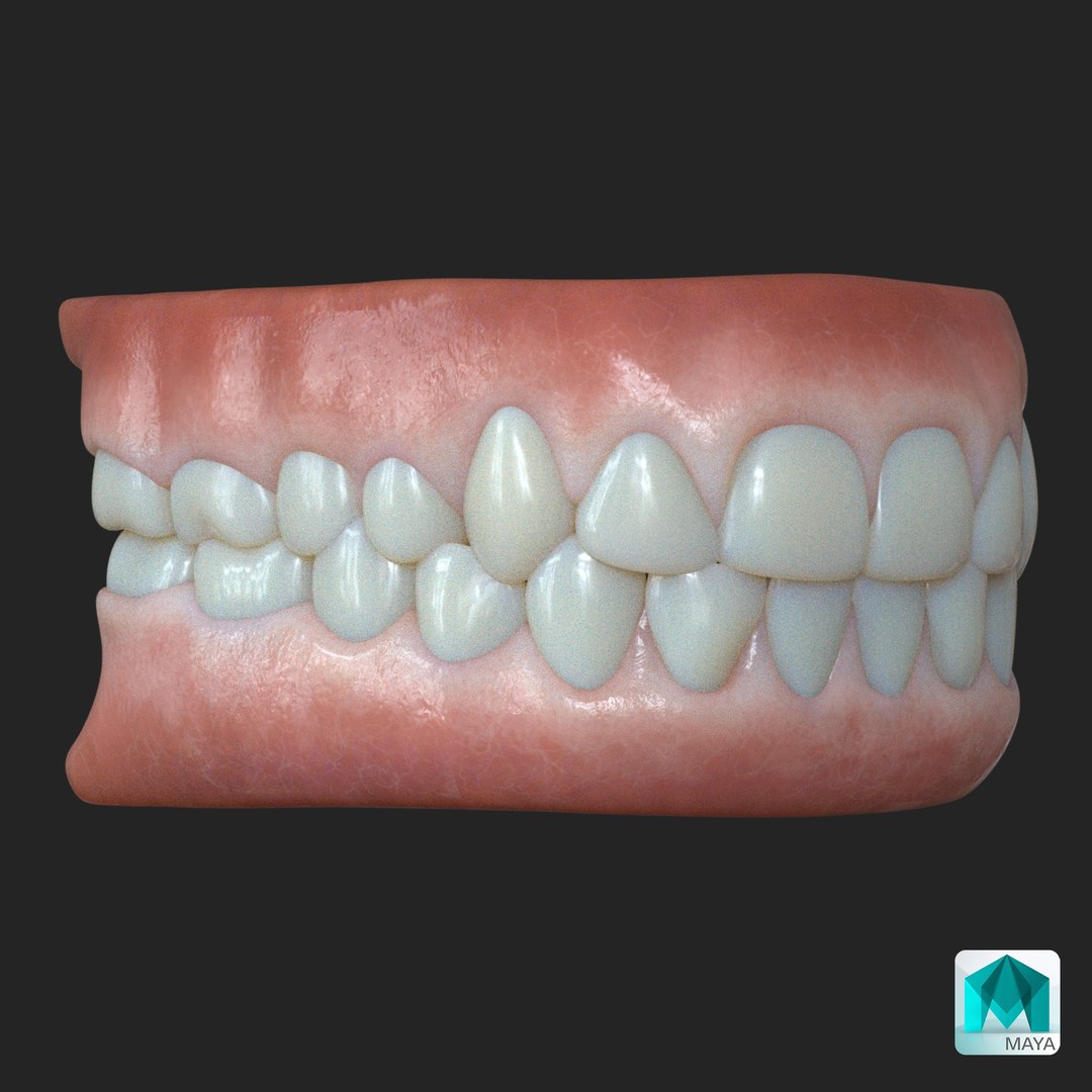 3D teeth https://p.turbosquid.com/ts-thumb/vW/0ibtSv/05/z06_maya/jpg/1704598523/1920x1080/fit_q87/49026a5239963aa9a0c9ab18a250b3cf74b8865e/z06_maya.jpg