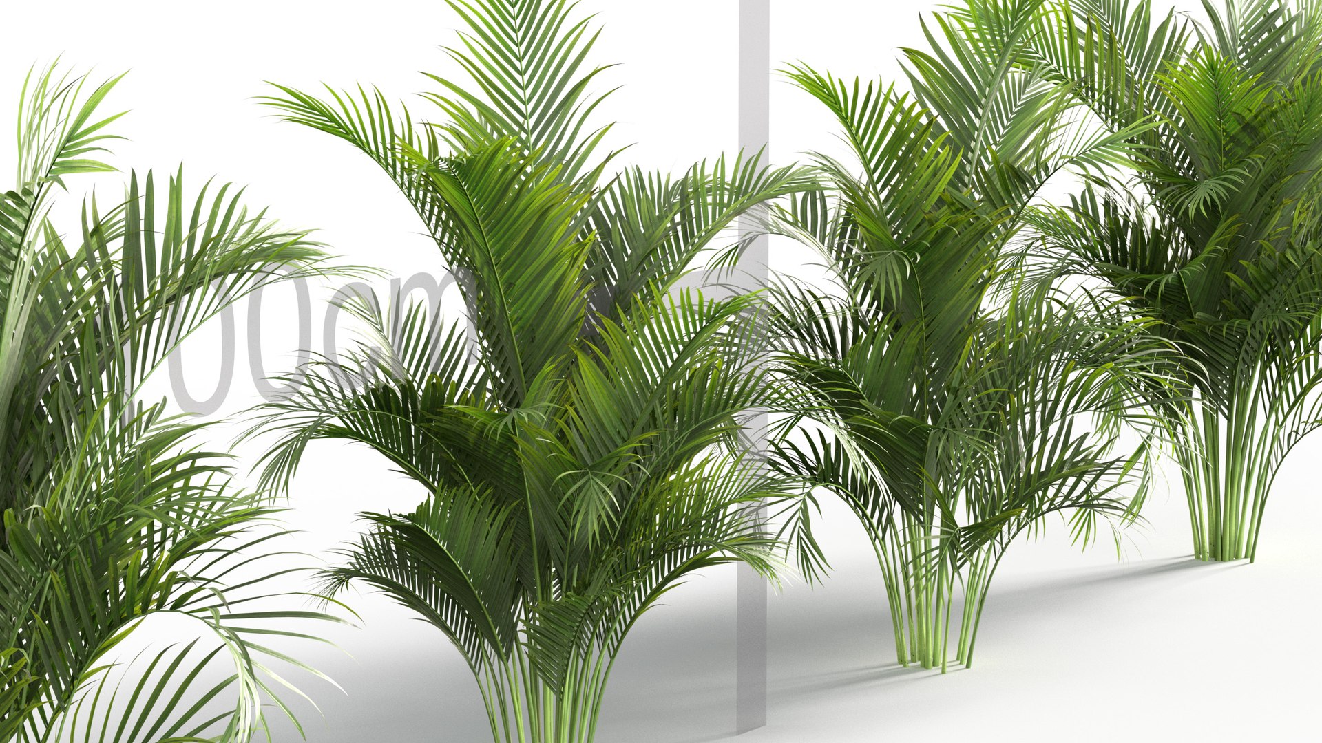 Dypsis lutescens - Golden Cane Palm 3D model https://p.turbosquid.com/ts-thumb/vW/2euSjA/Hv/gd_v05_dypsislutescens_05/jpg/1785397606/1920x1080/fit_q87/e39664d8fb32ff5bfec62219d222b2ccc876839b/gd_v05_dypsislutescens_05.jpg