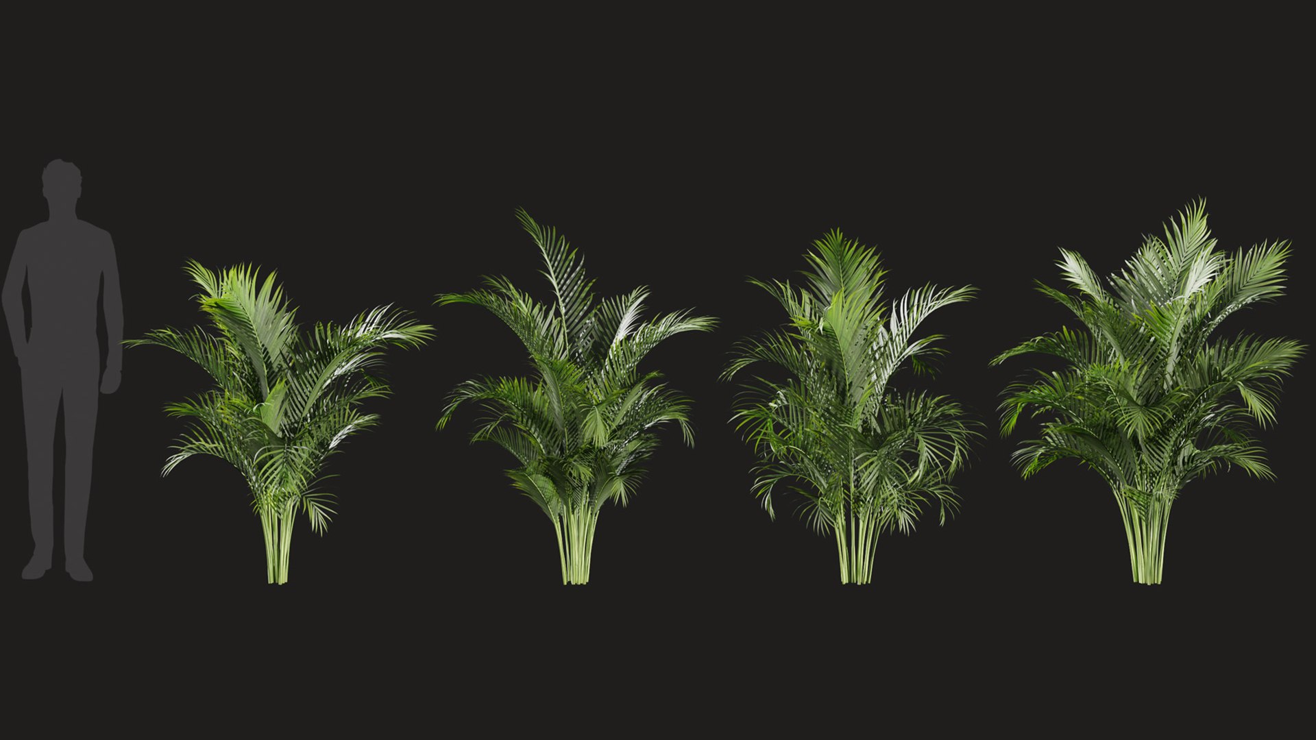 Dypsis lutescens - Golden Cane Palm 3D model https://p.turbosquid.com/ts-thumb/vW/2euSjA/Ls/gd_v05_dypsislutescens_2/jpg/1785397597/1920x1080/fit_q87/775604a3270bcb595ed70c564ccf92866e328221/gd_v05_dypsislutescens_2.jpg