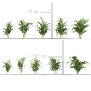 Dypsis lutescens - Golden Cane Palm