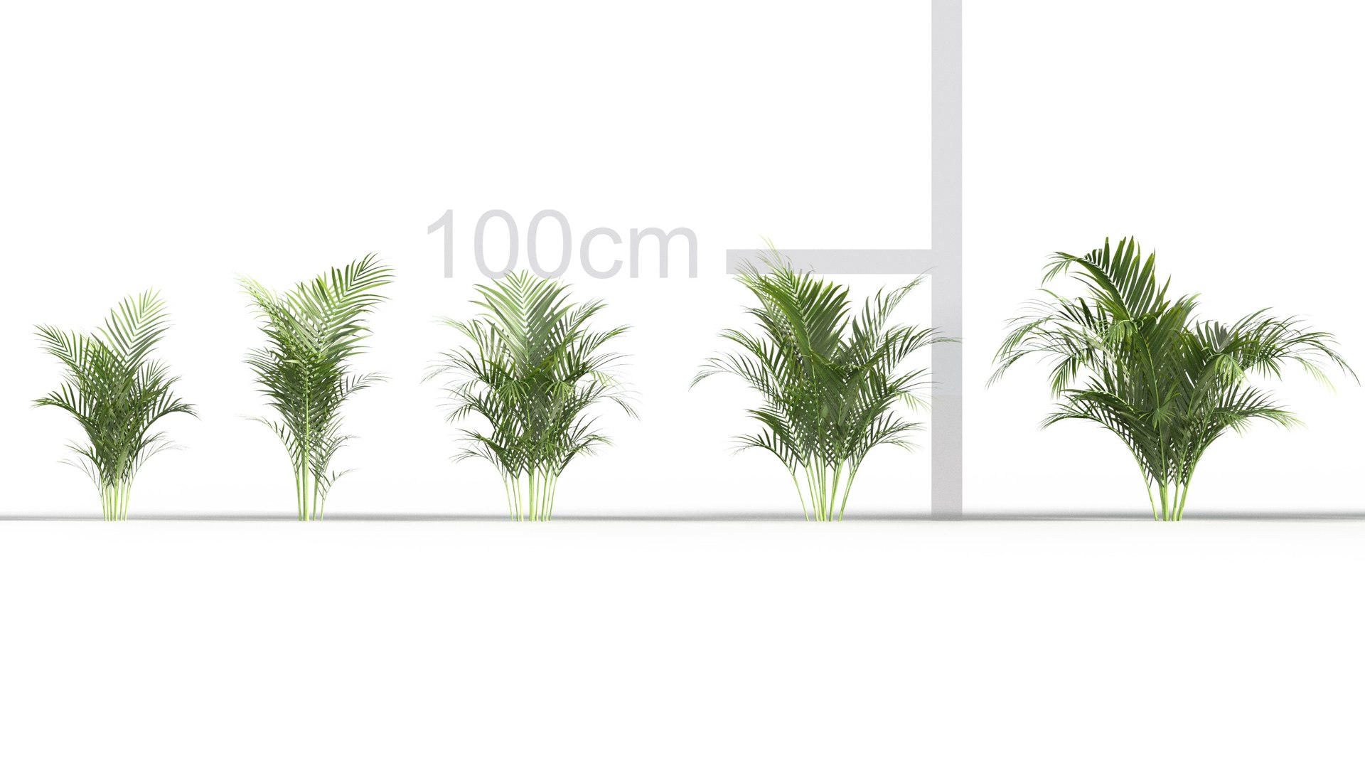 Dypsis lutescens - Golden Cane Palm 3D model https://p.turbosquid.com/ts-thumb/vW/2euSjA/oq/gd_v05_dypsislutescens_02/jpg/1785397600/1920x1080/fit_q87/ed05b87e22d7cadbdc170c46a96f2f19cd432d18/gd_v05_dypsislutescens_02.jpg