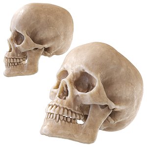 3D human skull man