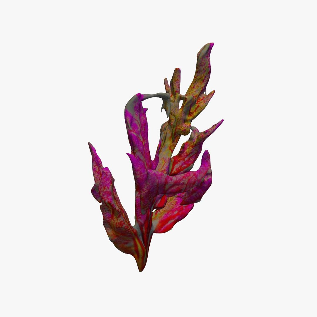 Vibrant Coral Reef 3D model https://p.turbosquid.com/ts-thumb/vW/5LEy3m/Qk/signatureimage_00/jpg/1714222642/1920x1080/fit_q87/74ee0e5d97086b5c84c36f4dcf7d3fe53e366768/signatureimage_00.jpg