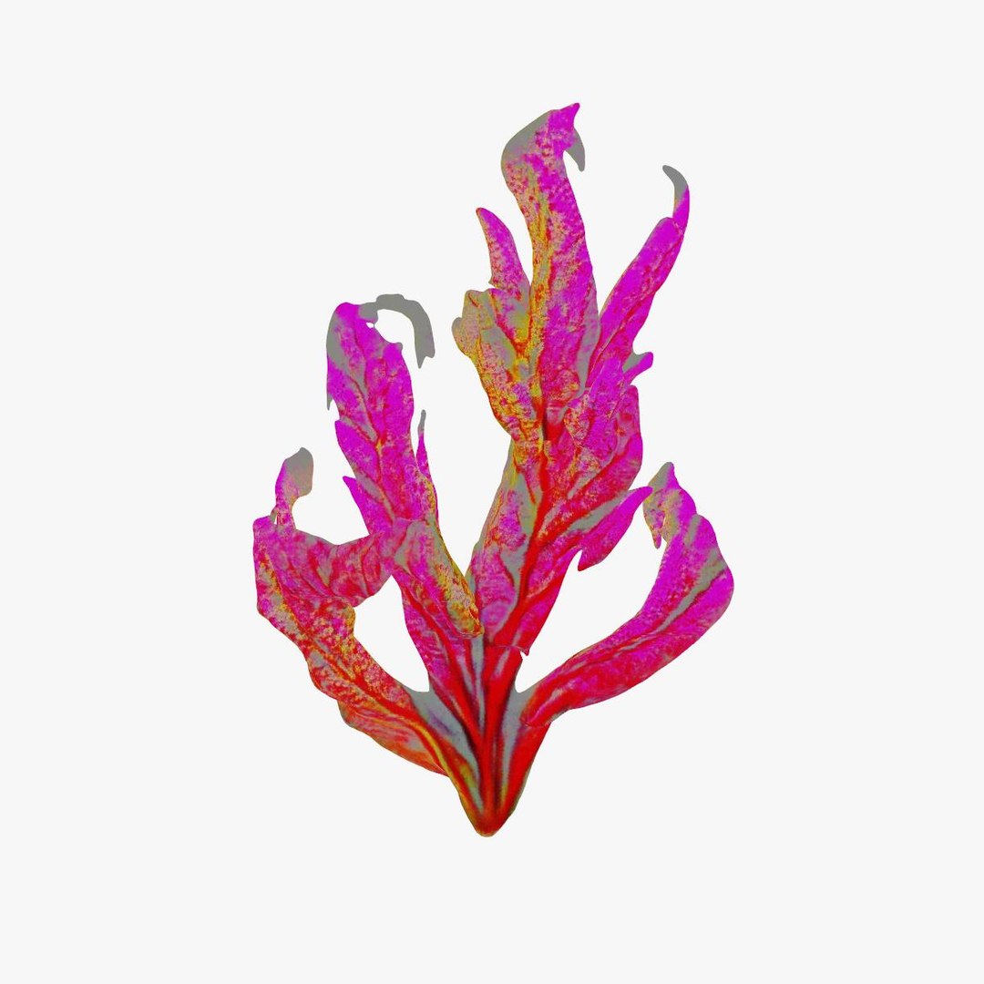Vibrant Coral Reef 3D model https://p.turbosquid.com/ts-thumb/vW/5LEy3m/X6/signatureimage_01/jpg/1714222644/1920x1080/fit_q87/9ab05c6a3ff66cbc29bfbe6ecf234bbda64d9a8d/signatureimage_01.jpg