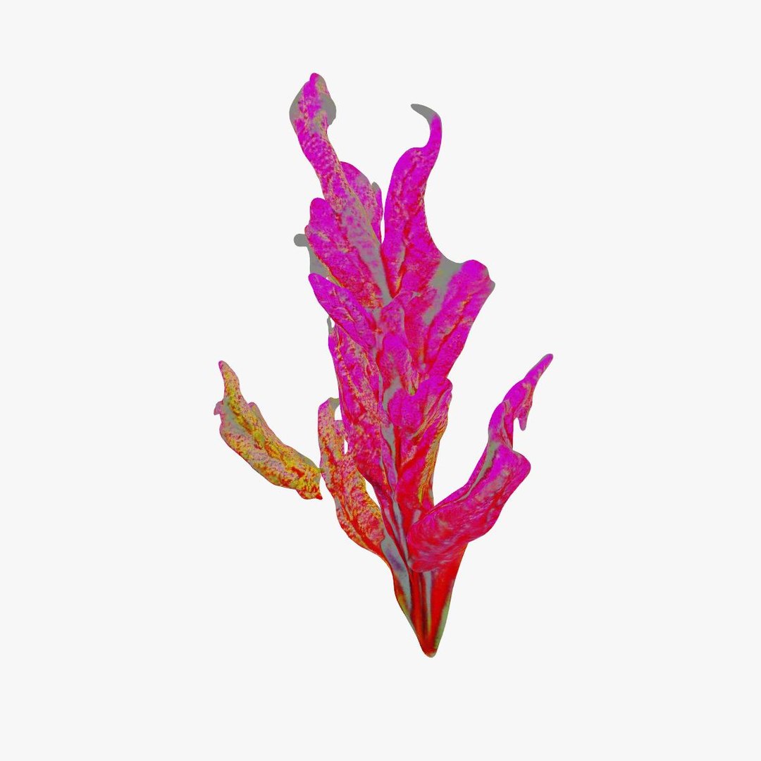 Vibrant Coral Reef 3D model https://p.turbosquid.com/ts-thumb/vW/5LEy3m/nW/signatureimage_02/jpg/1714222647/1920x1080/fit_q87/ccdaba707ed74c4d2900c81c861acefab63746d0/signatureimage_02.jpg