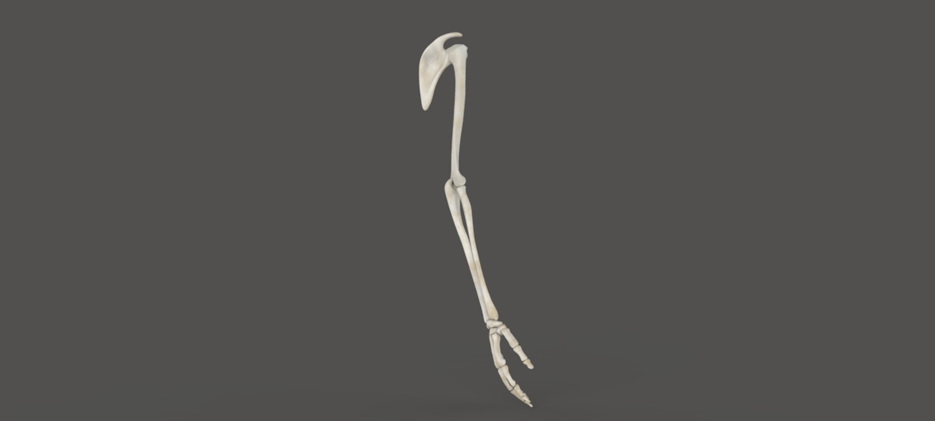 arm 3D model https://p.turbosquid.com/ts-thumb/vW/8PKsWG/MzniLdFD/untitled.78/jpg/1519335636/1920x1080/fit_q87/10500259a327285c493cdba192e6fbc22e381ee2/untitled.78.jpg
