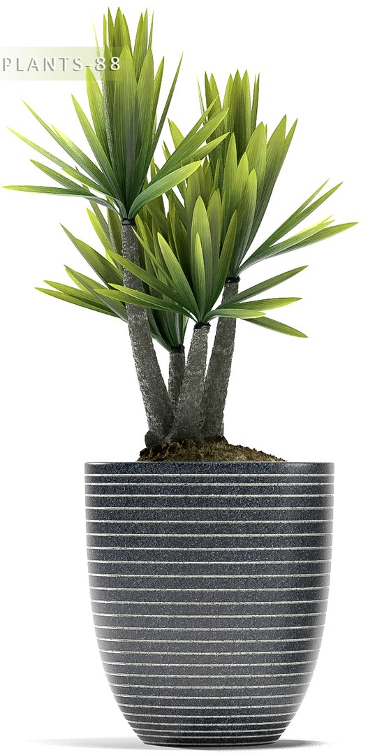 plants 88 3d model https://p.turbosquid.com/ts-thumb/vW/GJ5lsG/ZnOeAEEv/p87a/jpg/1488896722/1920x1080/fit_q87/b78fd9e1a5964ab18840eefa1051b260a03cc51f/p87a.jpg