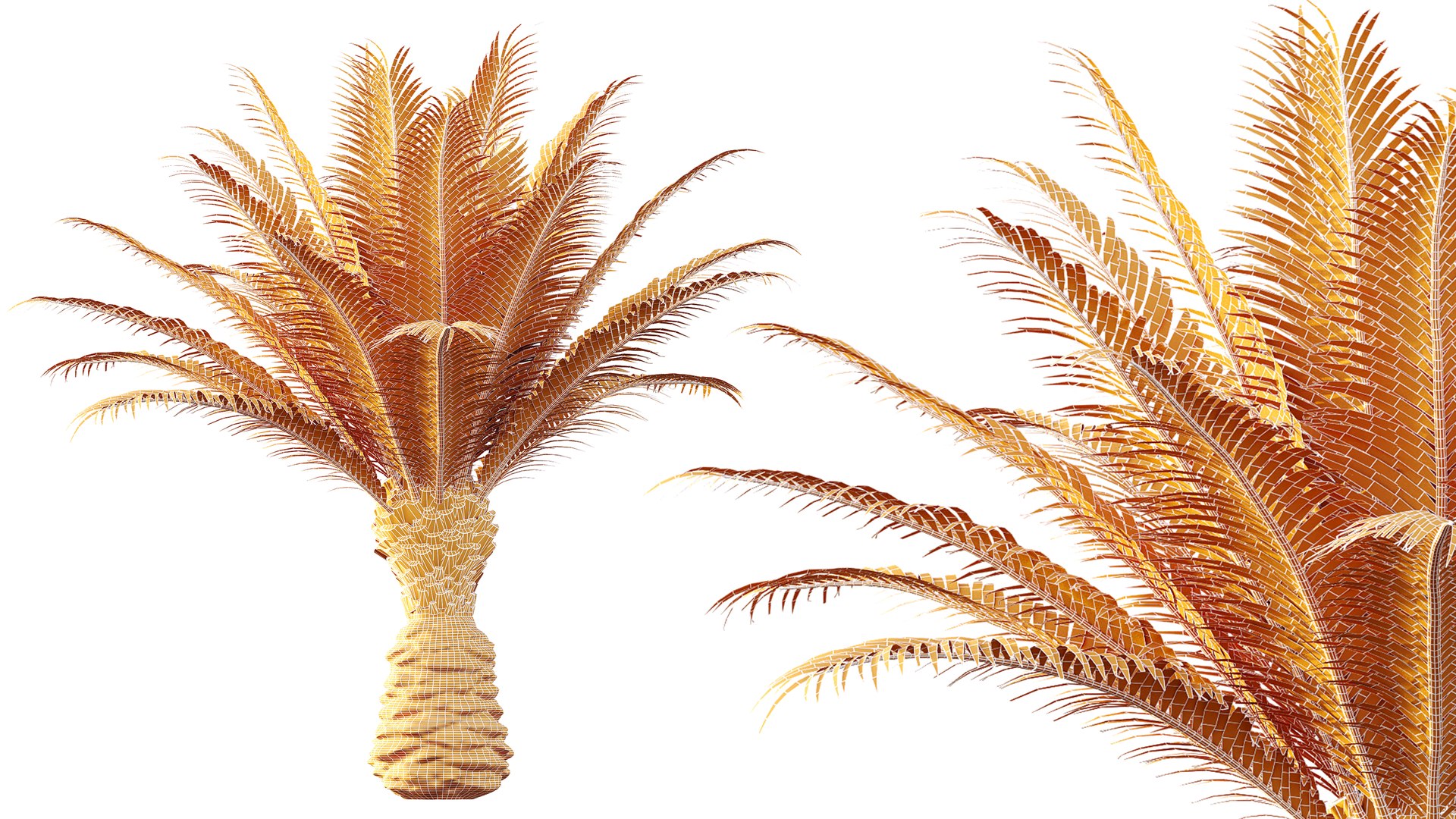 3D AV Plant Phoenix Canariensis Palm Tree 03 https://p.turbosquid.com/ts-thumb/vW/IkFZNz/GY/07/png/1790834922/1920x1080/fit_q87/ae012a9167ee9a2a2cf793af7277b5ae6022c1fb/07.jpg