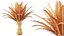 AV Plant Phoenix Canariensis Palm Tree 03