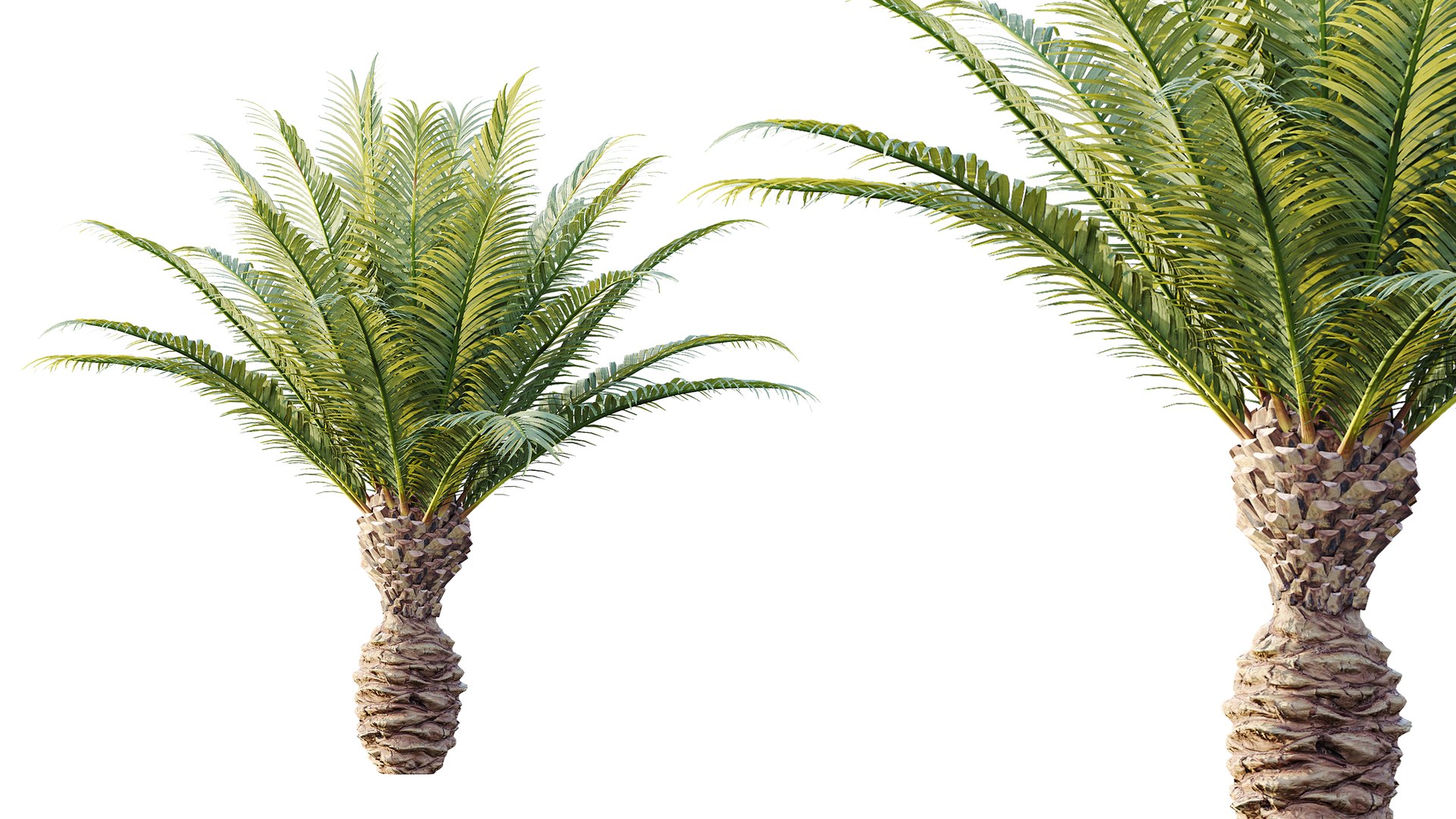 3D AV Plant Phoenix Canariensis Palm Tree 03 https://p.turbosquid.com/ts-thumb/vW/IkFZNz/Gp/03/png/1790834917/1920x1080/fit_q87/86005e0f23655379c3f610d1e558cf1fbf7de6f4/03.jpg