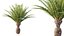 AV Plant Phoenix Canariensis Palm Tree 03