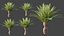 AV Plant Phoenix Canariensis Palm Tree 03