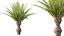 AV Plant Phoenix Canariensis Palm Tree 03