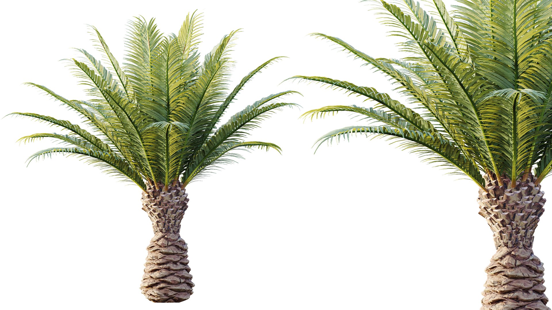 3D AV Plant Phoenix Canariensis Palm Tree 03 https://p.turbosquid.com/ts-thumb/vW/IkFZNz/d5/04/png/1790834918/1920x1080/fit_q87/15cbb02c3063d70525f2da43223958dfe53df154/04.jpg