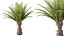 AV Plant Phoenix Canariensis Palm Tree 03