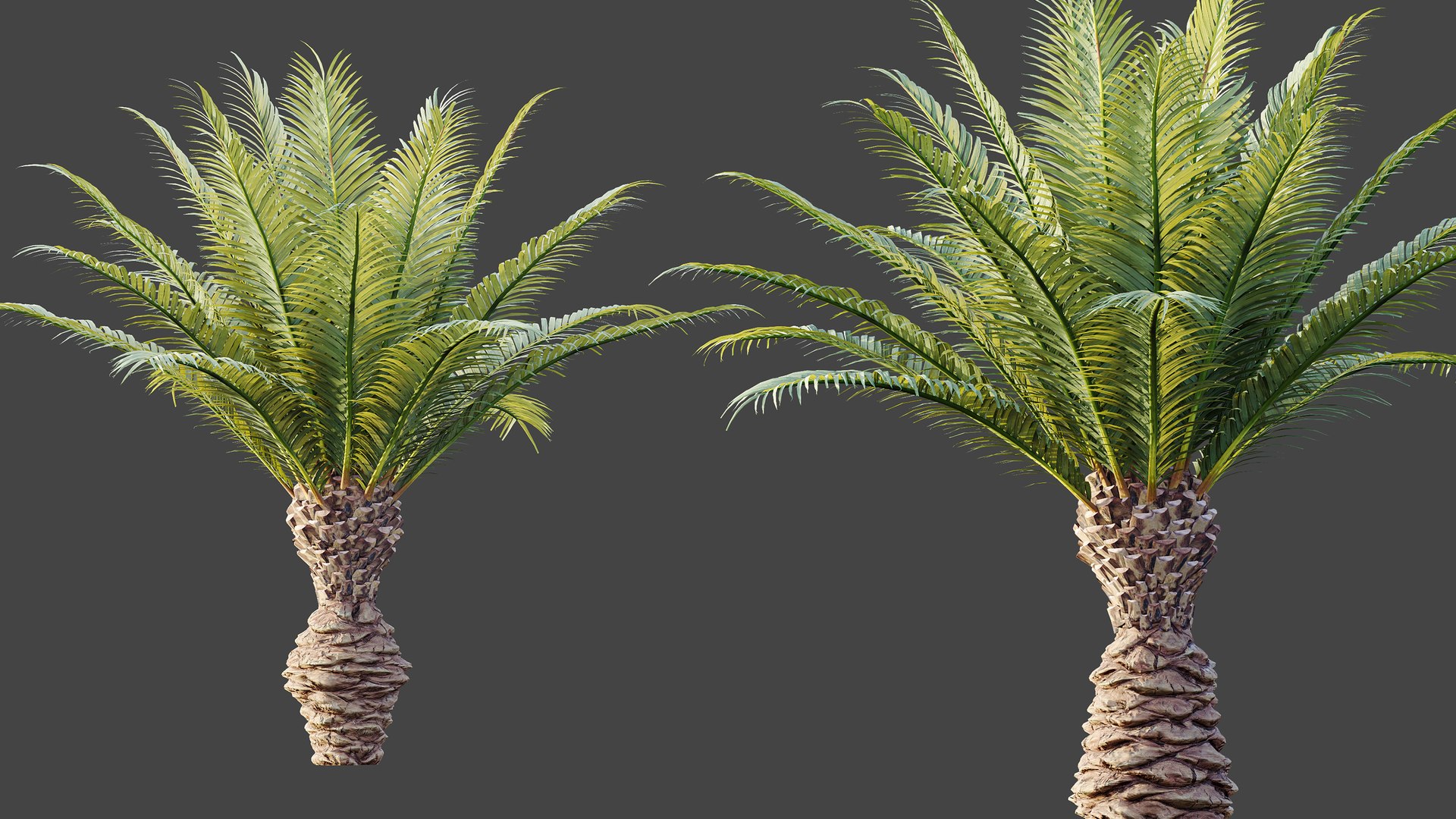 3D AV Plant Phoenix Canariensis Palm Tree 03 https://p.turbosquid.com/ts-thumb/vW/IkFZNz/qC/06/png/1790834920/1920x1080/fit_q87/ad92748c9ee29f0e23cac9a8bbbb2398e74f4769/06.jpg